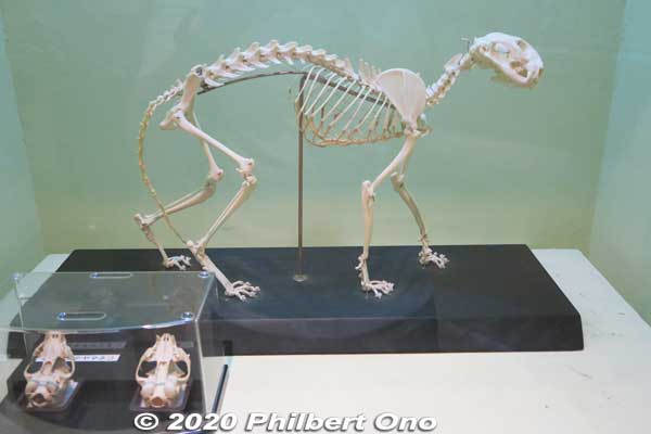 Skeleton of Iriomote wildcat.
Keywords: okinawa iriomote Wildlife Conservation Center wildcat