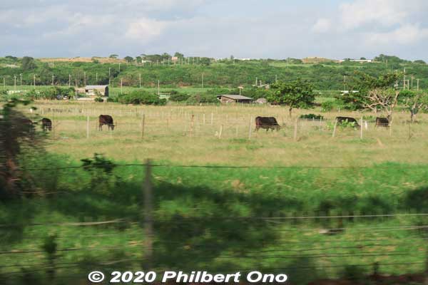 The drive between the airport and central Ishigaki is largely rural with farmland and cattle.
Keywords: okinawa Ishigaki cattle beef