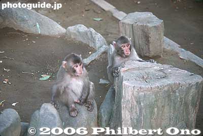 Monkeys
Keywords: aichi prefecture hazu-cho monkey island wildlife