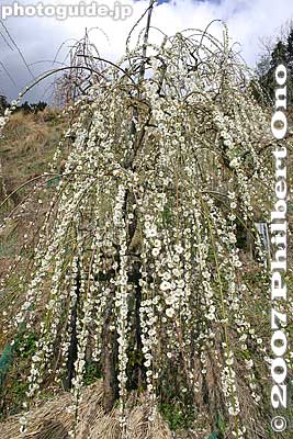 Weeping white plum blossoms
Keywords: aichi inuyama ooagata oagata jinja shrine ume plum blossoms flowers
