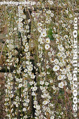 Weeping white plum blossoms 白梅
Keywords: aichi inuyama ooagata oagata jinja shrine ume plum blossoms flowers