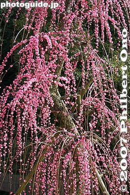 Weeping pink plum blossoms
Keywords: aichi inuyama ooagata oagata jinja shrine ume plum blossoms flowers