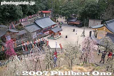 View of shrine from plum garden
Keywords: aichi inuyama ooagata oagata jinja shrine ume plum blossoms flowers