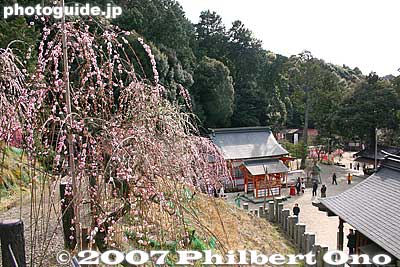 Plum blossoms bloom in mid-March
Keywords: aichi inuyama ooagata oagata jinja shrine ume plum blossoms flowers