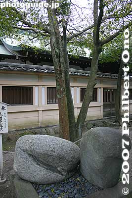 Behind the rocks are two trees bonded together.
Keywords: aichi komaki tagata jinja shrine penis fertility shinto stone sculpture