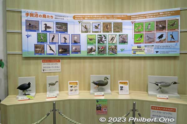 Mizu no Yakata also has a small exhibition room of local wildlife.
Keywords: Chiba Abiko Lake Teganuma Mizu no Yakata