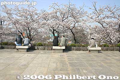 Deck
Keywords: chiba castle inohana park sakura cherry blossoms japanharu