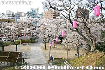 Path to park exit
Keywords: chiba castle inohana park sakura cherry blossoms