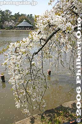 White weeping cherry blossoms
Keywords: chiba koen park sakura weeping cherry blossom pond japangarden