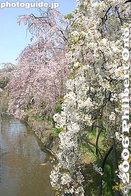 White and pink weeping cherry blossoms
Keywords: chiba koen park sakura weeping cherry blossom pond