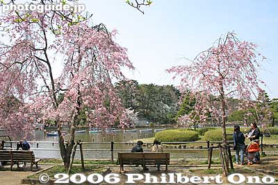 Chiba Park
Keywords: chiba koen park sakura weeping cherry blossom pond japanharu