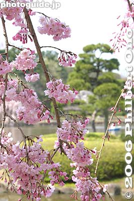 Keywords: chiba koen park sakura weeping cherry blossom pond japanflower
