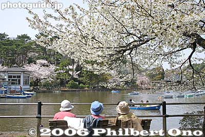 Chiba Park
Keywords: chiba koen park sakura weeping cherry blossom pond japanharu