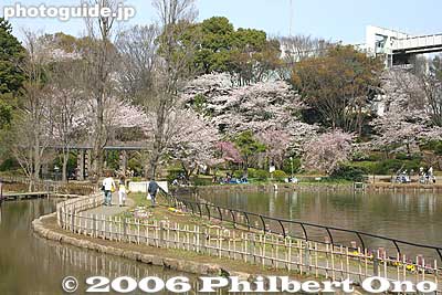 Pond path
Keywords: chiba koen park sakura weeping cherry blossom pond