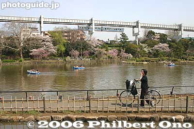 綿打池
Keywords: chiba koen park sakura weeping cherry blossom pond japantransportation