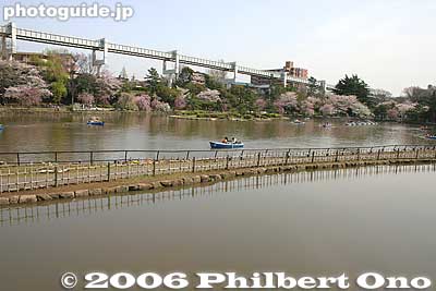 綿打池
Keywords: chiba koen park sakura weeping cherry blossom pond