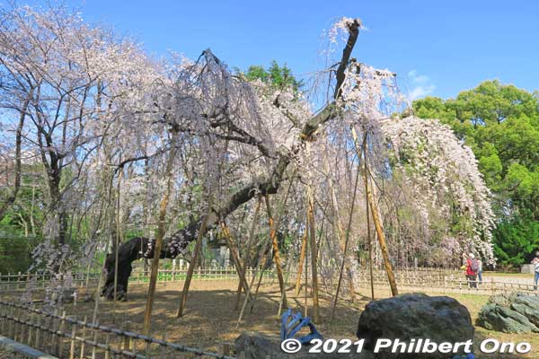 The weeping cherry tree looks different from different angles.
Keywords: chiba ichikawa guhoji Nichiren Buddhist temple weeping cherry blossoms