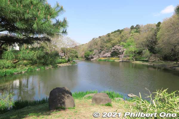 Some cherry blossoms along Junsai-ike Pond. じゅん菜池
Keywords: chiba ichikawa park hiking trail mizu midori kairo