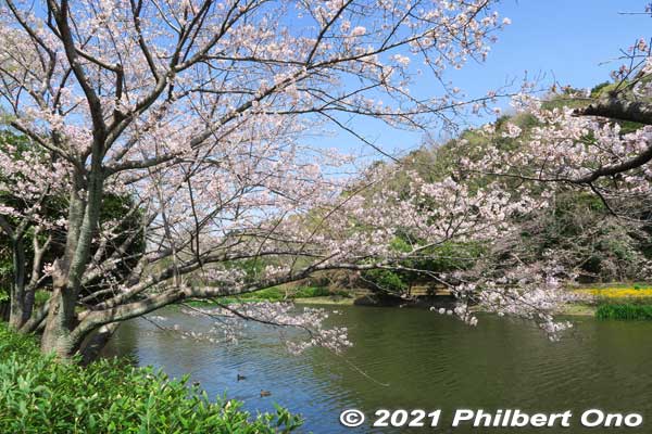 Cherry blossoms along Junsai-ike Pond in late March. じゅん菜池
Keywords: chiba ichikawa park hiking trail mizu midori kairo sakura cherry blossoms