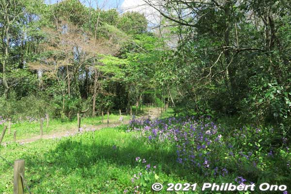 Lush trees and shrubs in Konodai Ryokuchi Park. 国府台緑地
Keywords: chiba ichikawa park hiking trail mizu midori kairo