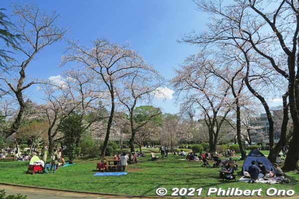 This is where most people enjoyed Satomi Park, under the cherry blossoms.
Keywords: chiba ichikawa park hiking trail mizu midori kairo