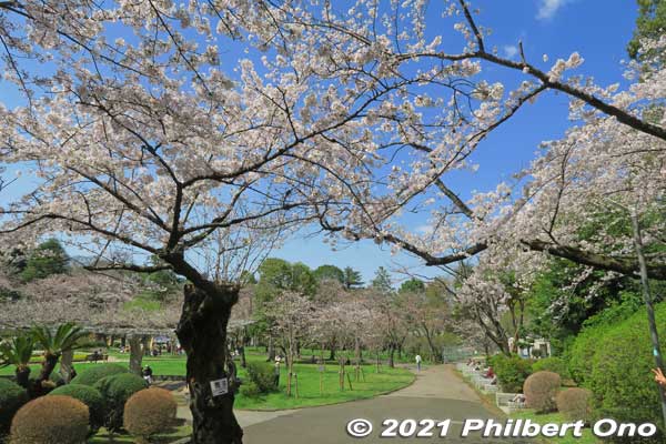 Nice cherry blossoms at Satomi Park, Ichikawa.
Keywords: chiba ichikawa park hiking trail mizu midori kairo