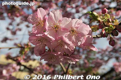 Kawazu-zakura cherry blossoms.
Keywords: chiba matsudo Kawazu-zakura cherry blossoms