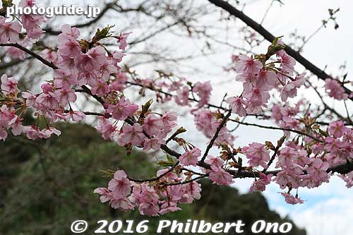 Kawazu-zakura cherry blossoms
Keywords: chiba matsudo tojotei residence house home japanese-style