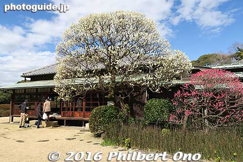 Plum blossoms and Tojotei
Keywords: chiba matsudo tojotei residence house home japanese-style