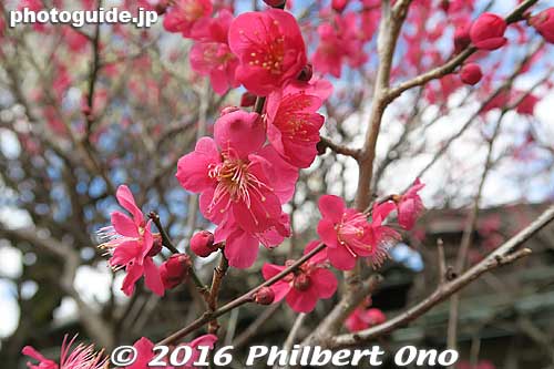 Red plum blossoms
Keywords: chiba matsudo tojotei residence house home japanese-style japanflower