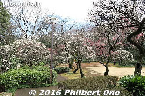 A short walk to the plum grove. Plum blossoms were in full bloom in late Feb.
Keywords: chiba matsudo tojotei ume Plum blossoms