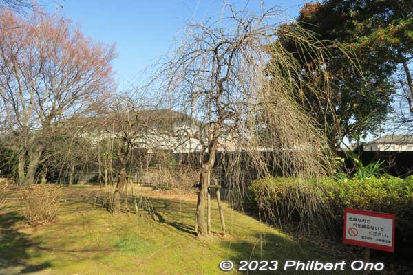Weeping cherry trees.
Keywords: Chiba Narashino Saginuma Castle park tumuli burial mound