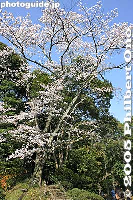 Narita-san Park has a Japanese garden, quite scenic in spring with cherry blossoms.
Keywords: chiba, narita, narita-san, temple, Buddhist, sakura, cherry blossoms