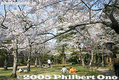 Narita-san Park cherry blossoms. The park opened in 1928. 成田山公園
Keywords: chiba, narita, narita-san, temple, Buddhist, sakura, cherry blossoms park garden