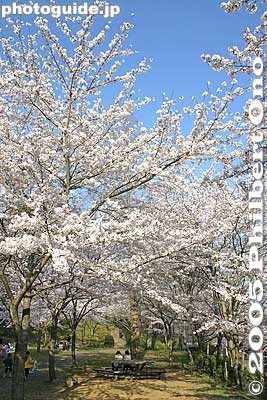 Keywords: chiba, narita, narita-san, temple, Buddhist, sakura, cherry blossoms, garden