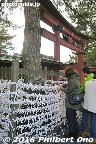 Omikuji fortunes
Keywords: fukui tsuruga kehi jingu shrine new year hatsumode