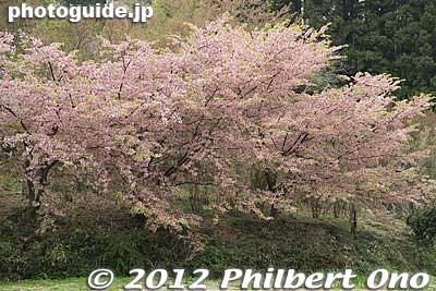 Cherry blossoms past thir peak.
Keywords: Fukushima Hanamiyama Park spring flowers
