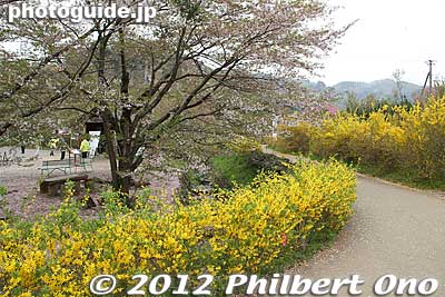 Keywords: Fukushima Hanamiyama Park spring flowers