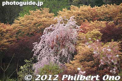Fukushima Hanamiyama Park spring flowers 
Keywords: Fukushima Hanamiyama Park spring flowers japangarden