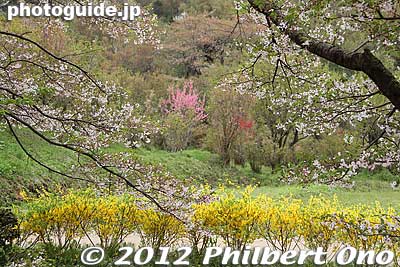 Fukushima Hanamiyama Park spring flowers 
Keywords: Fukushima Hanamiyama Park spring japanflower