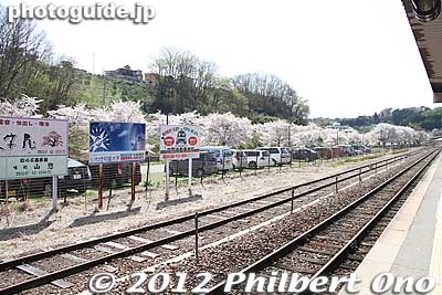 JR Miharu Station greets you with numerous cherry blossoms right along the tracks.
Keywords: fukushima miharu takizakura cherry blossoms tree weeping tree flowers