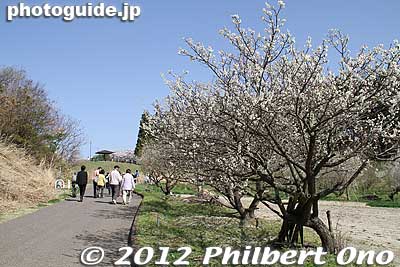 A short walk from the bus stop.
Keywords: fukushima miharu takizakura cherry blossoms tree weeping tree flowers