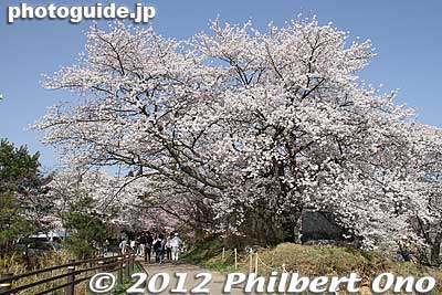 First you see some cherry trees along a ridge on a hill.
Keywords: fukushima miharu takizakura cherry blossoms tree weeping tree flowers