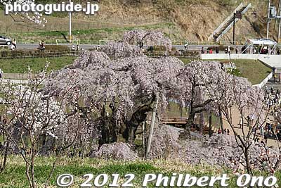 The granddaddy Miharu Takizakura weeping cherry tree is visible from the ridge. 
Keywords: fukushima miharu takizakura cherry blossoms tree weeping tree flowers