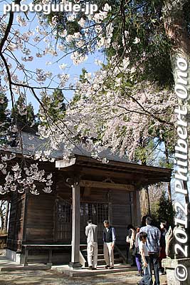 Inari Shrine 
Keywords: fukushima miharu takizakura cherry blossoms tree weeping tree flowers