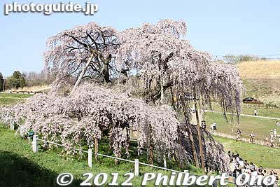 The Miharu Takizakura weeping cherry tree looks different from different angles.
Keywords: fukushima miharu takizakura cherry blossoms tree weeping tree flowers