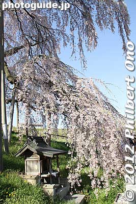 A little shrine under the Miharu Takizakura weeping cherry tree in Miharu, Fukushima Prefecture. 
Keywords: fukushima miharu takizakura cherry blossoms tree weeping tree flowers sakura