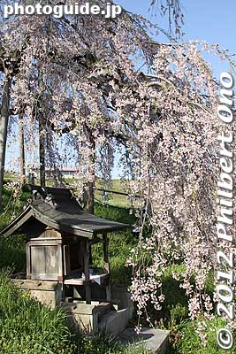 A little shrine under the Miharu Takizakura weeping cherry tree in Miharu, Fukushima Prefecture. 
Keywords: fukushima miharu takizakura cherry blossoms tree weeping tree flowers sakura