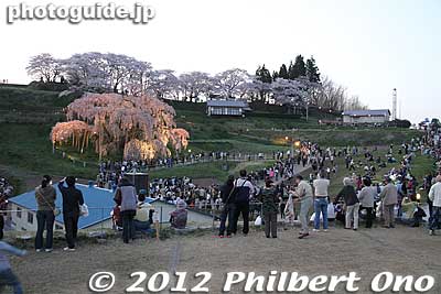 A large crowd even in the evening. Lotta photographers too.
Keywords: fukushima miharu takizakura cherry blossoms tree weeping tree flowers sakura