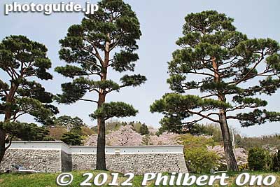 Although it lacks a central tower or donjon, Nihonmatsu Castle features impressive stone walls and gate (reconstructed), not to mention many cherry tees and pine trees.
Keywords: fukushima nihonmatsu kasumigajo castle pine trees matsu